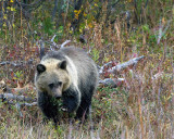 Grizzly Cub Chomping on Clover.jpg