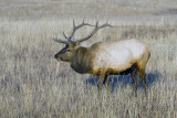 Elk in the Meadow.jpg
