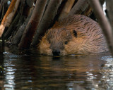 Beaver Bower.jpg