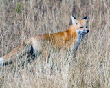 Red Fox Stalking in the Tall Grass.jpg