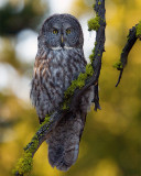 Great Gray Owl Near Canyon Vertical.jpg
