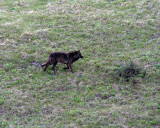 Black Wolf Running on the Hillside.jpg