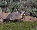 Badger Looking Right.jpg