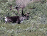 Caribou in the Brush.jpg