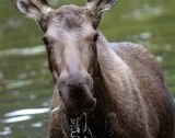 Moose Eating at Horseshoe Lake Portrait.jpg
