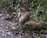 Red Squirrel.jpg