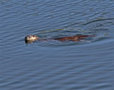 River Otter Swimming.jpg