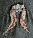 crabby legs