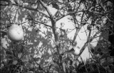 AR400-267-02pr1sm.jpg