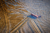 Leaf in ice