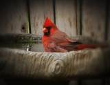 Seeing Red ~ Cardinal