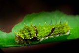 Citrus Caterpillar