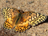 Variegated Fritillary