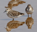 Least Sandpiper