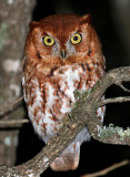 Eastern Screech-Owl