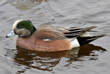 American Wigeon