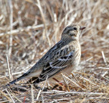 Smiths Longspur