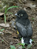 Violaceous Trogon