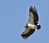 King Vulture