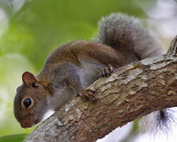 Deppes Squirrel