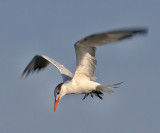 Royal Tern