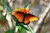 Queen Butterfly - male