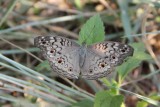 The Gray Pansy