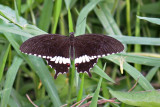 Papilio polytes cyrus