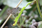 Suastis gremius gremius