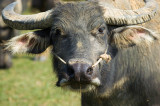 Water Buffalo in countryside