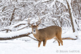 Whitetail on White