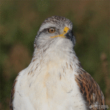 Ferruginous Hawk Shouting :)