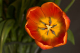 Tulip