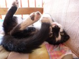 Kitten acting silly