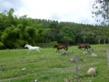 Salento countryside, walk from coffee finca