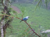 Blue bird
