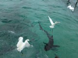 Birds and fish