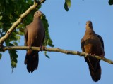 Dove love in Cartagena