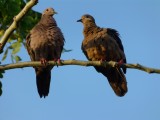 Dove love in Cartagena