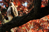 Morton Arboretum, Lisle, IL - fall colors 2012 - American Eagle