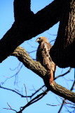 Morton Arboretum, Lisle, IL - fall colors 2012 - American Eagle