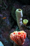 Shedd Aquarium, Chicago, IL - coral