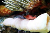 Shedd Aquarium, Chicago, IL - coral
