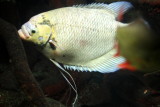 Shedd Aquarium, Chicago, IL - Rivers