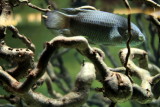Shedd Aquarium, Chicago, IL - Rivers
