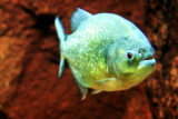 Shedd Aquarium, Chicago, IL - Rivers - Piranha