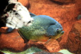Shedd Aquarium, Chicago, IL - Rivers - Piranha