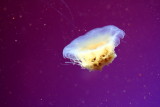 Shedd Aquarium, Chicago, IL - Jellies 2012 - Lion's Mane Jellyfish
