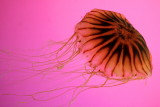 Shedd Aquarium, Chicago, IL - Sea Nettle Jellyfish