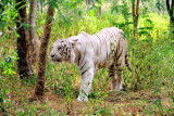 White Tiger, Bannerghatta National Park, Karnataka
